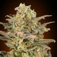 Advanced  Cannabis  Seeds  Somango  Glue