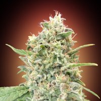 Advanced  Cannabis  Seeds  Strawberry  Banana