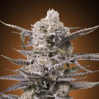 Advanced  Cannabis  Seeds  Watermelon  Og