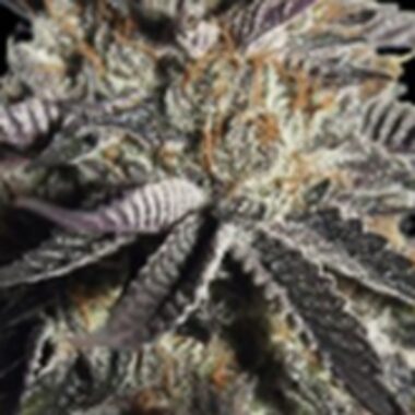 Advanced  Cannabis  Seeds  Zerealz  Milk
