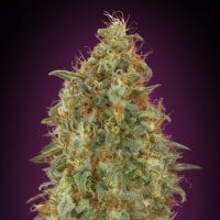 Advanced  Cannabis  Seeds  Zkittlez  Fast  Version