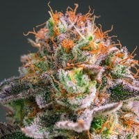 Anesia  Cannabis  Seeds  Apricot  Oreoz