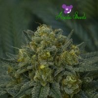 Anesia  Cannabis  Seeds  Auto  Blackberry  Moonrocks