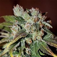 Anesia  Cannabis  Seeds  Auto  Blueberry  Banana