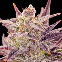 Anesia  Cannabis  Seeds  Auto  Imperium  X