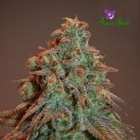 Anesia  Cannabis  Seeds  Auto  Nova  Og