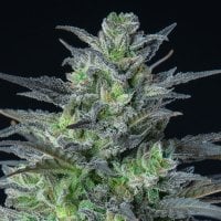 Anesia  Cannabis  Seeds  Auto  Sleepy  Joe