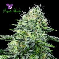 Anesia Cannabis Seeds Auto Strawberry Banana