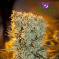 Anesia  Cannabis  Seeds  Banana  Kush  Auto