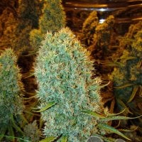 Anesia Cannabis Seeds Big Bazooka