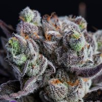 Anesia  Cannabis  Seeds  Blackberry  Moonrock