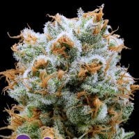Anesia Cannabis Seeds Bola Mintz