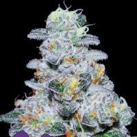 Anesia  Cannabis  Seeds  Captain  Future