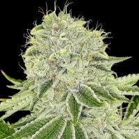 Anesia  Cannabis  Seeds  Cash  Cow