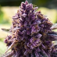 Anesia  Cannabis  Seeds  Dankberry