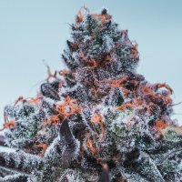 Anesia  Cannabis  Seeds  Deep  Jealousy  Auto