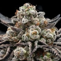 Anesia  Cannabis  Seeds  Epic  Buzz