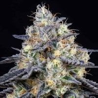 Anesia Cannabis Seeds Foster