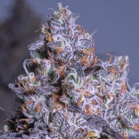 Anesia Cannabis Seeds Frozen Black Cherry Auto