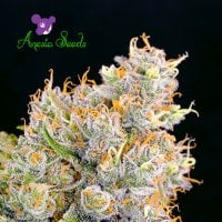 Anesia  Cannabis  Seeds  Future 1