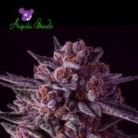 Anesia  Cannabis  Seeds  Gelato  Dream