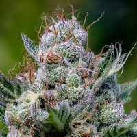 Anesia  Cannabis  Seeds  Green  Apple  Juice  Auto
