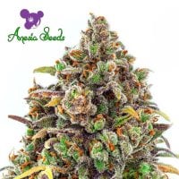 Anesia  Cannabis  Seeds  Haze  Queen