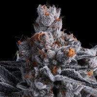 Anesia  Cannabis  Seeds  High  Mars