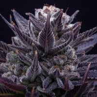 Anesia  Cannabis  Seeds  Imperium  X