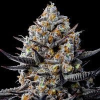 Anesia  Cannabis  Seeds  Jealousy  Dankness