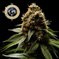 Anesia  Cannabis  Seeds  Landrace  Collection  Afghanica