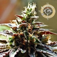 Anesia  Cannabis  Seeds  Landrace  Collection  Congo