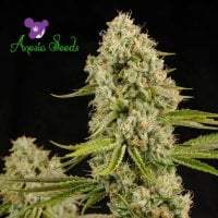 Anesia  Cannabis  Seeds  Landrace  Collection  Hindu  Kush
