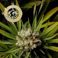 Anesia  Cannabis  Seeds  Landrace  Collection  Malawi  Gold