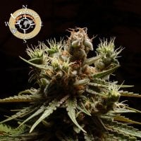 Anesia  Cannabis  Seeds  Landrace  Collection  Pure  Durban
