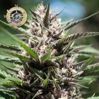 Anesia  Cannabis  Seeds  Landrace  Collection  Purple  Thai