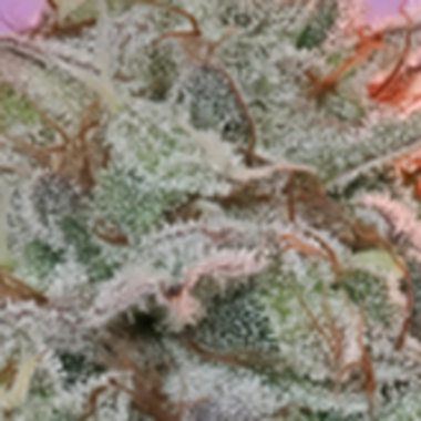 Anesia  Cannabis  Seeds  Landrace  Collection  Sinai