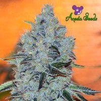 Anesia  Cannabis  Seeds  Mob  Boss