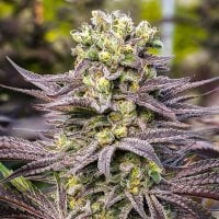 Anesia  Cannabis  Seeds  Oracle  Octane