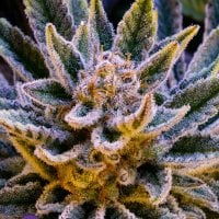 Anesia  Cannabis  Seeds  Pineapple  Runtz  Auto