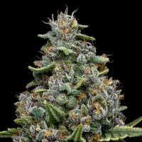 Anesia  Cannabis  Seeds  Pink  Matcha  Slush