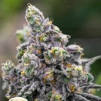 Anesia  Cannabis  Seeds  Pistachio  Snow  Cream