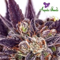 Anesia  Cannabis  Seeds  Purple  Domina  Auto