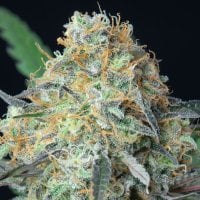 Anesia  Cannabis  Seeds  Rainbow  Donut  Auto