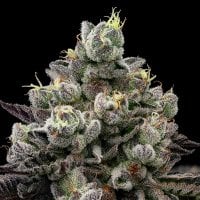 Anesia  Cannabis  Seeds  Red  Banana  Pudding