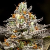 Anesia  Cannabis  Seeds  Sleepy  Joe