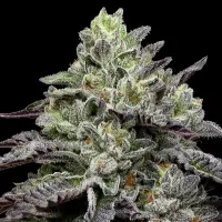 Anesia  Cannabis  Seeds  Smashberry  Fumez