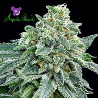 Anesia  Cannabis  Seeds  Strawberry  Tree