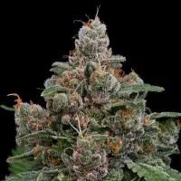 Anesia  Cannabis  Seeds  Sun  Of  A  Peach