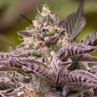 Anesia  Cannabis  Seeds  Tahiti  Vibez  Auto